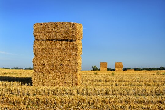 Stubble field with straw bales in the morning light, summer landscape under a blue sky, M&auml;rkische Schweiz nature park Park, Brandenburg, Germany