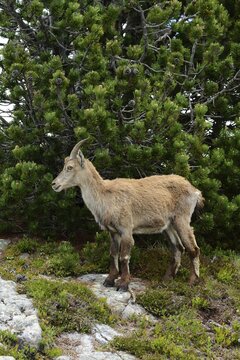Alpine Ibex (Capra ibex), Bernese Oberland, Canton of Bern, Switzerland