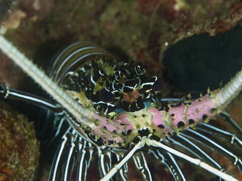 Underwater photograph of a painted rock crayfish (Panulirus versicolor) with distinctive antennae and pale pink and black markings, taken at the Gondol Bay dive site, Gondol, Bali, Indonesia
