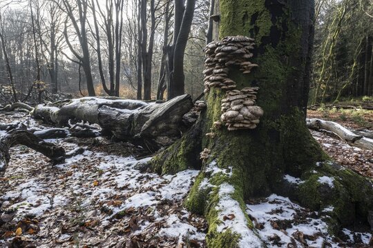 Deadwood in winter beech forest (Fagus sylvatica), Emsland, Lower Saxony, Germany