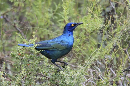 Red-shouldered Glossy Starling (Lamprotornis nitens), adult, on shrub, alert, Mountain Zebra National Park, South Africa