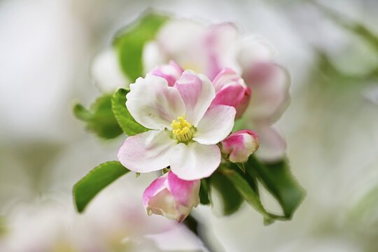 Apple blossom, apple tree (Malus domestica), Switzerland