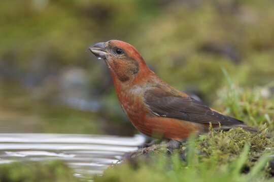 Common crossbill (Loxia curvirostra) adult male bird at a woodland water drinking pool, England, United Kingdom