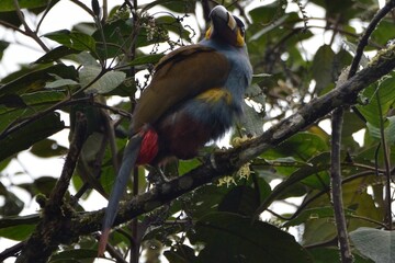 Plate-billed mountain toucan looking back from a branch in dense foliage, Bellavista Cloud Forest Reserve, Ecuador © Christian