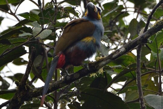 Plate-billed mountain toucan looking back from a branch in dense foliage, Bellavista Cloud Forest Reserve, Ecuador