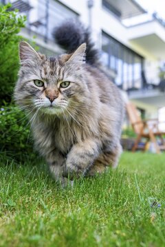 Hunting behavior, Siberian cat, pedigree cat running across grass in a garden, symbolic photo cat in the garden hunting