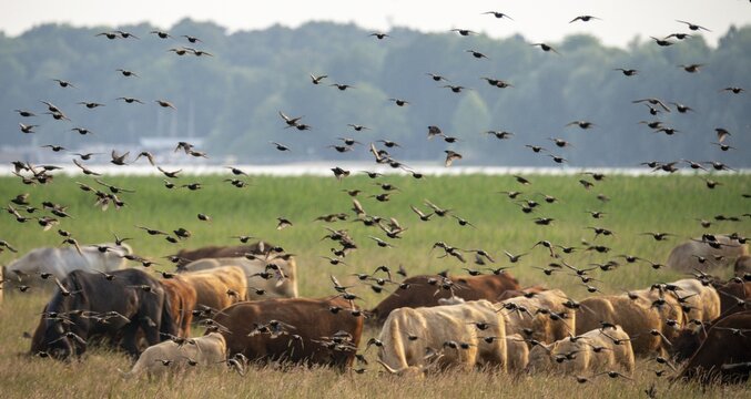 Artiodactyla, bos primigenius taurus, cattle, even-toed ungulate, Germany, large Schwerin, domestic cattle, Mecklenburg, cloven-hoofed, starling, sturnus vulgaris, birds, domesticated animals, extensive grazing, pet, cow, mammals, M&uuml;ritz, nature reserve, passeri, cattle, swarm, songbirds, songbirds, mammals, flock of birds, birds