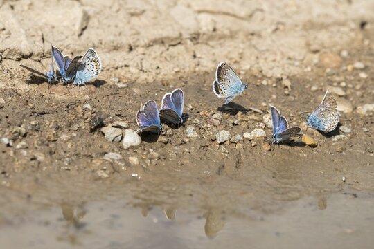 Argus blue, honeyclover blue, plebeius argus, silver-studded blue, butterfly, insects, butterfly, butterflies, watering, watering hole