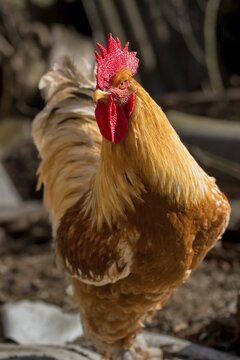 Gallus gallus domesticus, domestic chicken, birds, chickens, domesticated animals, galliformes, rooster, pet, high size, portrait format, chicken, chicken birds, male, birds