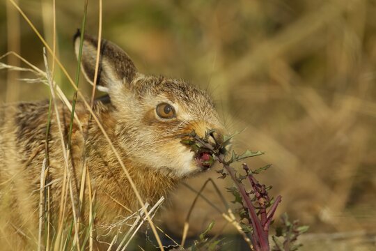 European brown hare (Lepus europaeus) juvenile leveret feeding on a thistle, Suffolk, England, United Kingdom