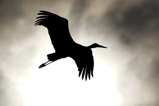 White stork (Ciconia ciconia) flying, silhouette, Hesse, Germany