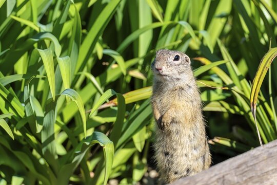 A fully grown ground squirrel (Spermophilus citellus) stands upright on a sunny day in a green meadow with tall vegetation, watching its surroundings intently. Austria