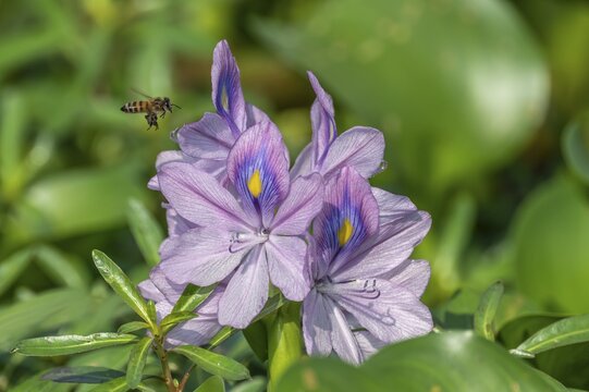 A flowering water hyacinth (Eichhornia crassipes) with a bee (Apis) approaching, the White Nile, Murchison Falls National Park, Uganda
