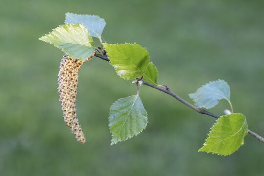 Sand birch (Betula pendula), leaves and flowers, Emsland, Lower Saxony, Germany