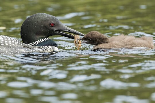 Common loon (Gavia immer) feeding a young with a crawfish.
