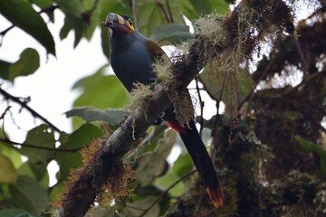 Plate-billed mountain toucan carrying food while perched on a mossy branch, Bellavista Cloud Forest Reserve, Ecuador © Christian