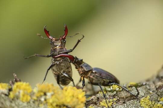 Thundergugi, firecracker, stag beetle, hornschr&ouml;ter, Lucanus cervus, Schr&ouml;ter, Beetle, Coleoptera, fight, insects, fight, beetle, male, stag beetle