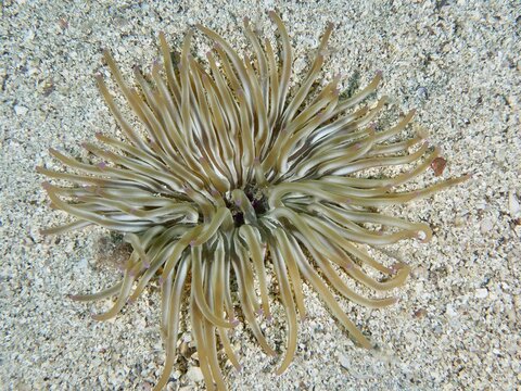Long tentacles of a sand gold rose (Condylactis aurantiaca) spread out on a sandy substrate. Dive site House Reef, Stoja, Pula, Croatia, Mediterranean Sea