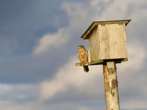 Kestrel (Falco tinnunculus), a young bird sitting next to the nesting box, Solms, Hesse, Germany
