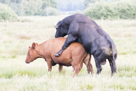 Domestic cattle (Bos taurus) mating, Lower Saxony, Germany