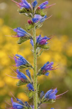 Boraginaceae, Echium vulgare, Common Snake Head, Roughleaf, Blueweed, Flora, High Size, Portrait, Plants, Viper's Bugloss