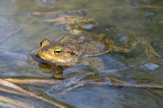 Common toad (Bufo bufo), swimming on the water surface, Limbach, Burgenland, Austria