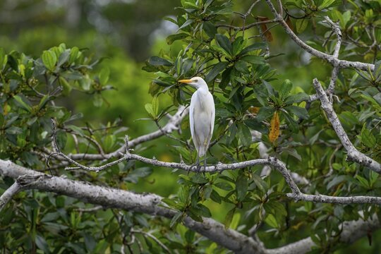 Cattle egret (Bubulcus ibis), Loango National Park, Parc National de Loango, Ogoou&eacute;-Maritime Province, Gabon