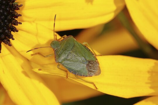 Green shield bug (Palomena prasina), walking on the flower of a yellow coneflower (Echinacea paradoxa) in the garden, Wilden, North Rhine-Westphalia, Germany