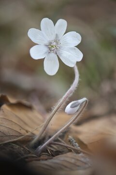 Liverwort (Hepatica nobilis), white form, Tyrol, Austria