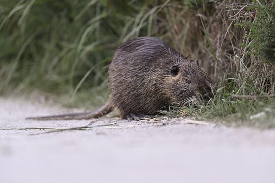 Nutria (Myocastor coypus), grazing by the side of the path, Camargue, southern France, France