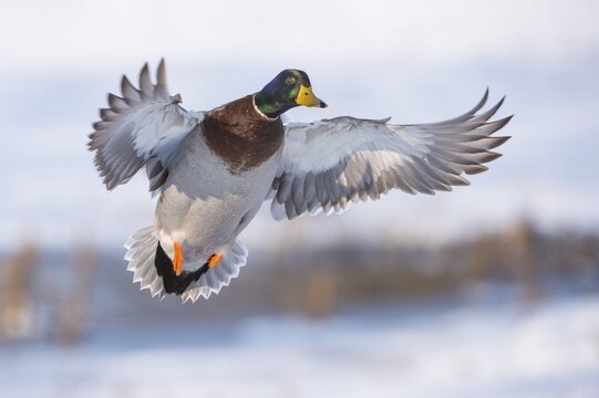 Flying Mallard ( Anas platyrhynchos) in winter, drake, male, Lower Saxony, Germany