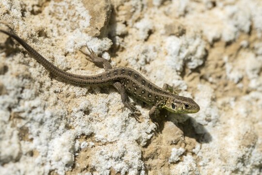 Lacerta agilis, sand lizard, critters, lizards, lizard, adolescent, juvenile, reptiles, lizards, reptilia, reptiles
