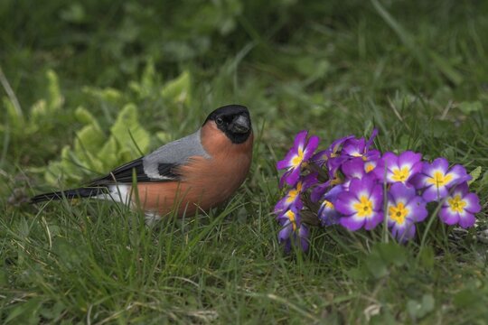 Eurasian bullfinch (Pyrrhula pyrrhula) male foraging on flowering primroses in a spring meadow, Baden-W&uuml;rttemberg, Germany