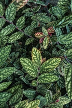 Green and purple patterned leaves, polka dot plant, dotted leaf (Hypoestes phyllostachya), Botanical Garden Berlin, Berlin, Germany