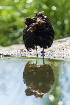 Bird bending over pond, fascinating reflection in clear water, Ruff (Calidris pugnax, Syn.: Philomachus pugnax), France