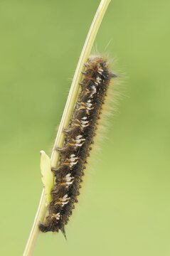 Drinker moth (Euthrix potatoria), caterpillar, North Rhine-Westphalia, Germany