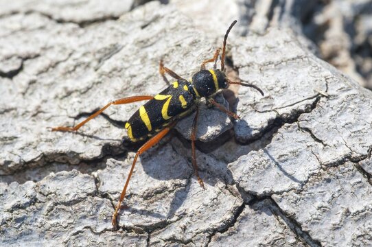 Clytus arietis, common ram ram, ram ram, beetle, longhorn, coleoptera, insects, insects, beetles, wasp beetle