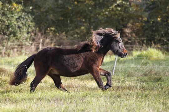 Young Icelandic horse (Equus islandicus), one and a half year old Icelandic pony galloping across horse pasture, Schleswig-Holstein, Germany