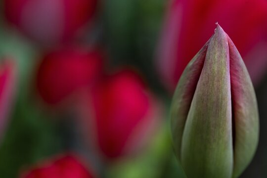 Tulip bud, pink tulips that have already opened in the background, Germany