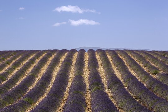 Lavender field, flowering true lavender (Lavandula angustifolia), near Valensole, Provence, Provence-Alpes-Cote d Azur, South of France, France