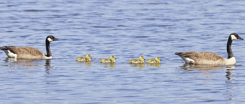 Canada goose (Branta canadensis), pair swimming with chicks on a lake, animal pair, wildlife, birds, geese, nature reserve Wagbachniederung, Wagh&auml;usel, Baden-W&uuml;rttemberg, Germany