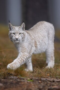 Eurasian lynx (Lynx lynx), in a forest, Czech Republic