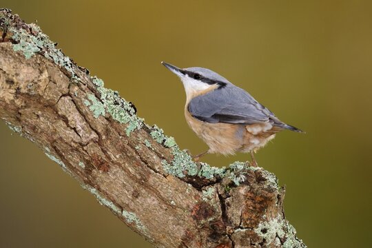 Eurasian nuthatch (Sitta europaea) on a branch, wildlife, Germany