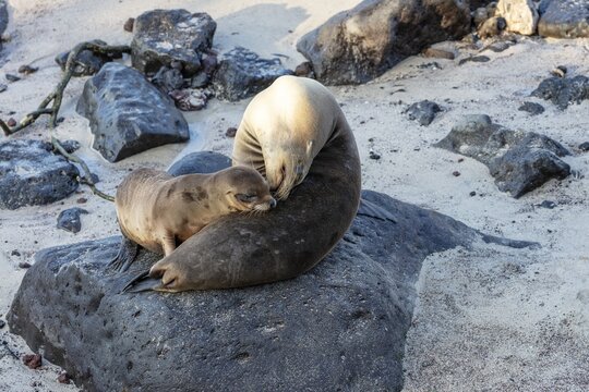 Sea lions (Zalophus wollebaeki), San Cristobal, Galapagos, Ecuador
