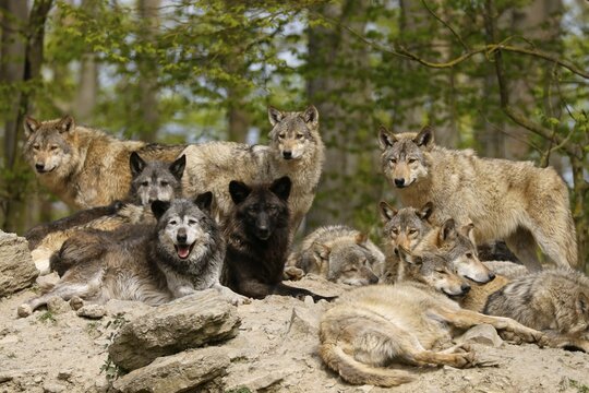 Algonquin wolf (Canis lupus lycaon), wolf, American wolf, pack on a hill, Germany