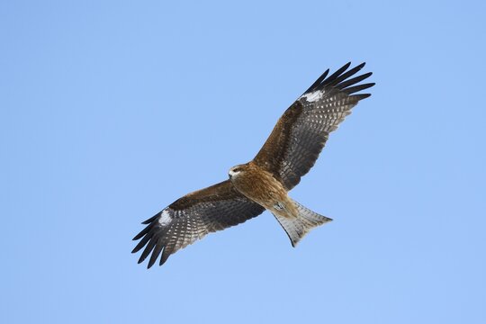 Black Kite (Milvus migrans) in flight, viewed from below, Kushiro-Shitsugen-Nationalpark, Kushiro, Hokkaido, Japan