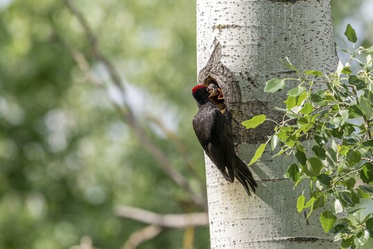 Black woodpecker (Dryocopus martius), male on a tree in front of nesting cave feeding young birds, Tiszaalpar, Hungary