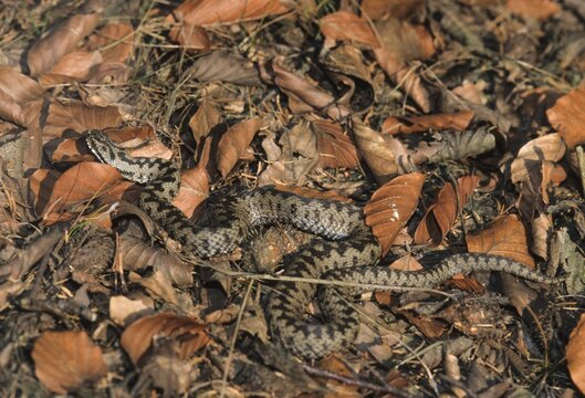 European adder, European viper, venomous snake, vipera berus, critters, poisonous reptilia, reptilia, snakes, snakes