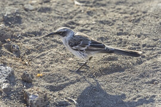 Gal&aacute;pagos Mockingbird (Mimus parvulus), Isla Genovesa, Gal&aacute;pagos Islands