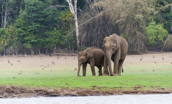Asian elephant or Indian elephant (Elephas maximus), male, Kabini Reservoir, Nagarhole National Park, Karnataka, India